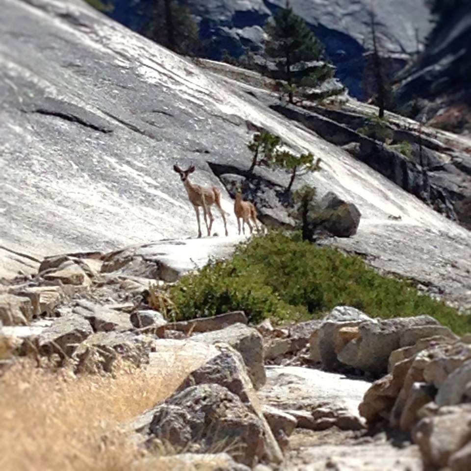 14333064_1273183182692479_2150523596429222522_n