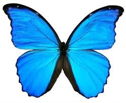 Blue morpho